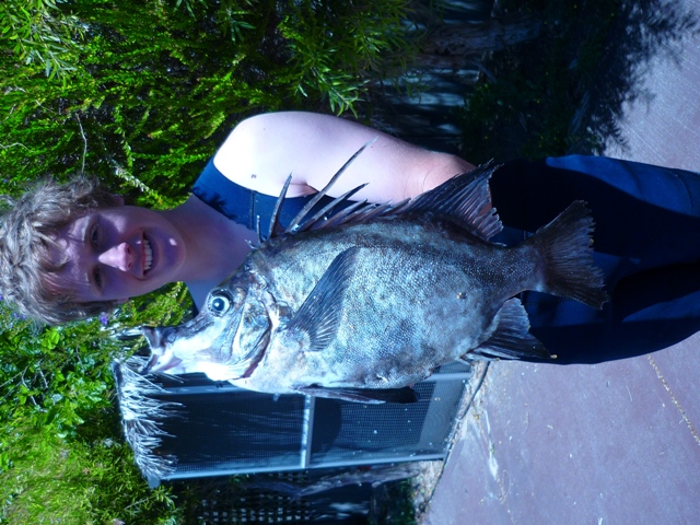 junior record boar fish i shot while freediving